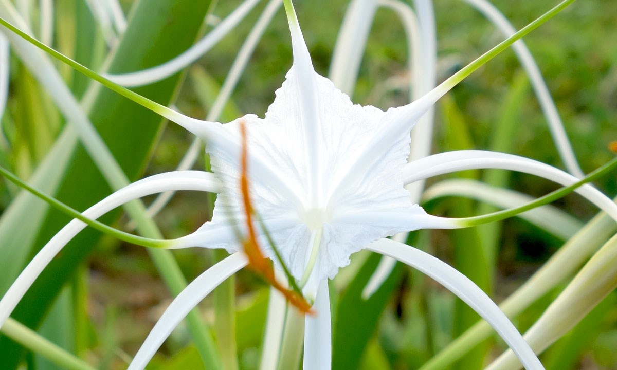 The tropic flora of Cuba - My CMS